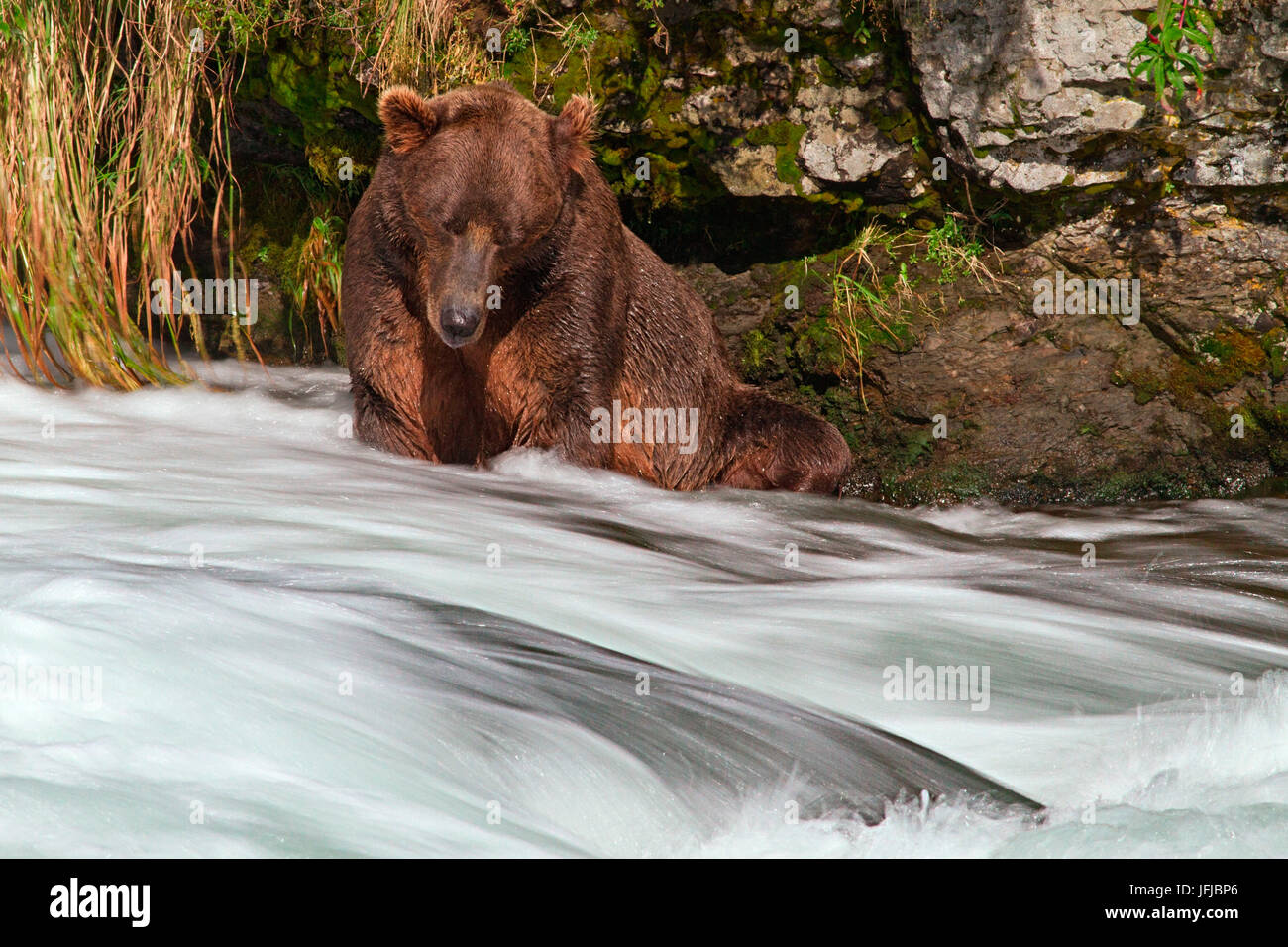 Un orso grizzly cercando per la pesca al salmone nel fiume Brooks, Katmai National Park, Foto Stock