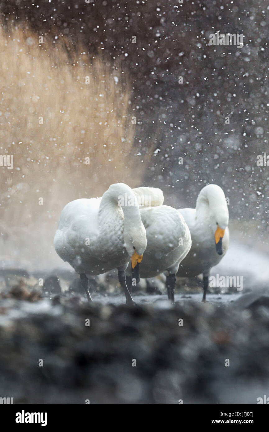 La nevicata sulla whooper cigni in Hokkaido, Lago di Kussharo Foto Stock