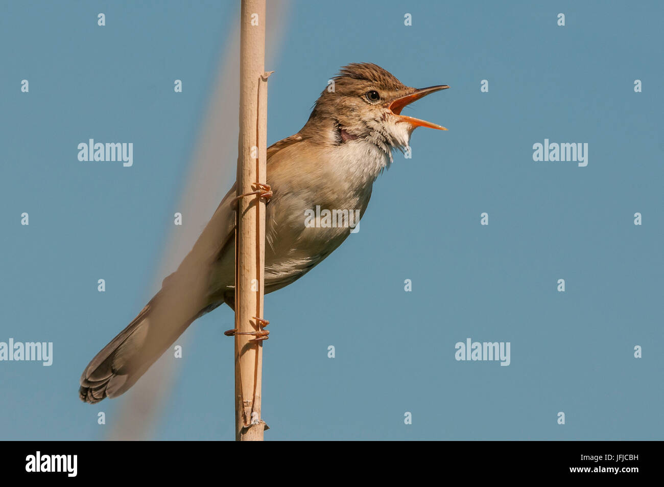 Reed trillo cantando, Trentino Alto Adige, Italia Foto Stock