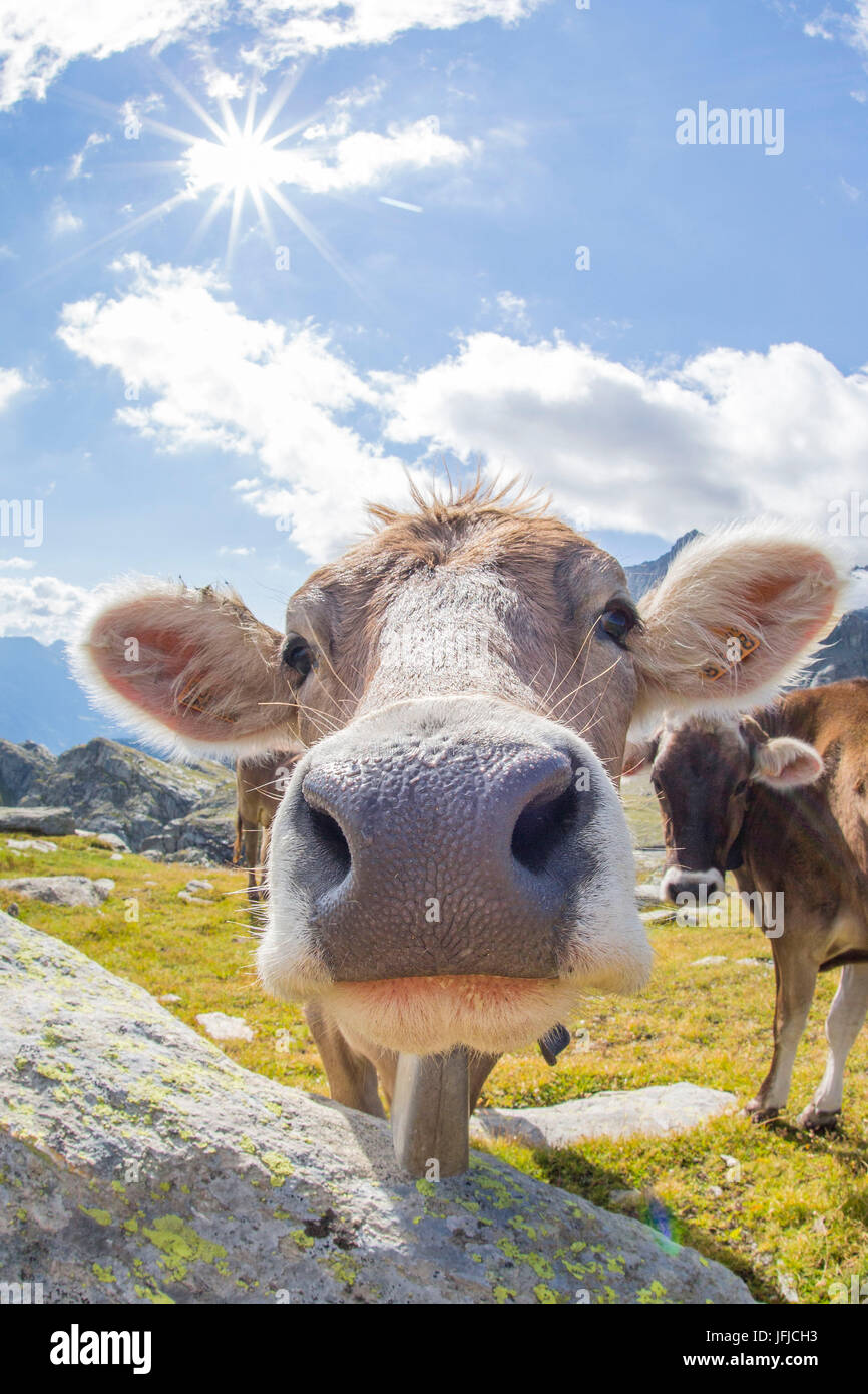 Vacca di ritratto in una soleggiata giornata estiva in Lombardia Alpi italiane Foto Stock