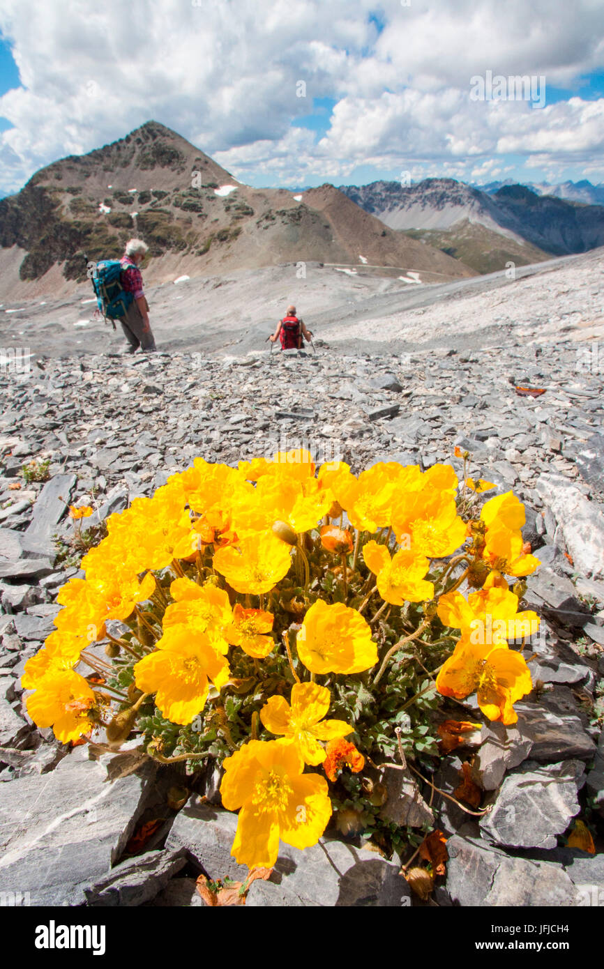 Alpine fioritura di papavero (Papaver alpinum) nelle montagne valtellinesi, Passo Stelvio - Lombardia Foto Stock