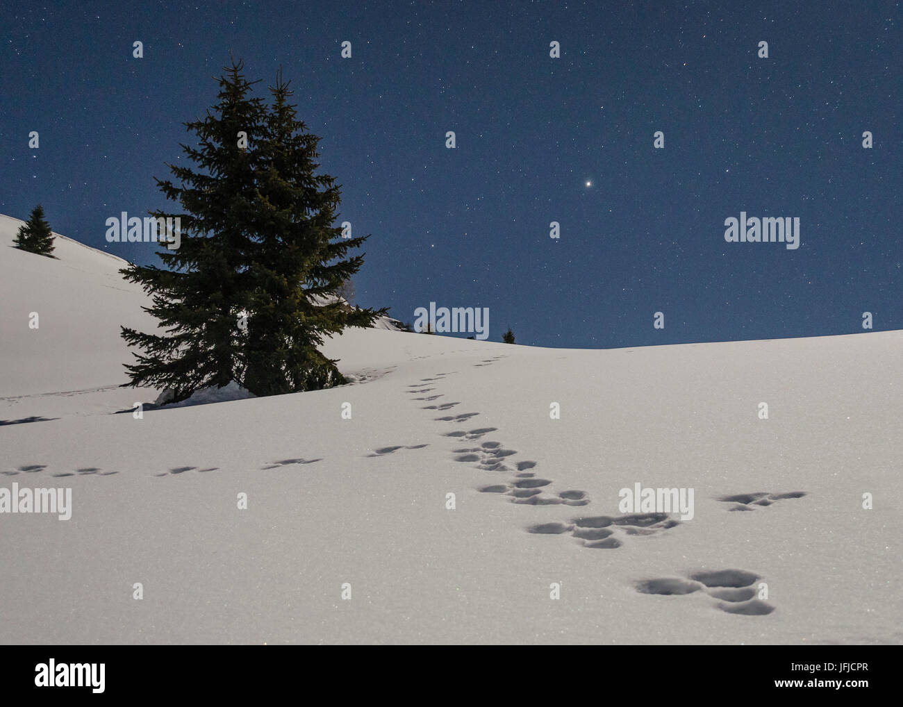 Il monte Rite, Cibiana di Cadore, Belluno, Veneto, Italia, lepre è stampe nella neve, Foto Stock