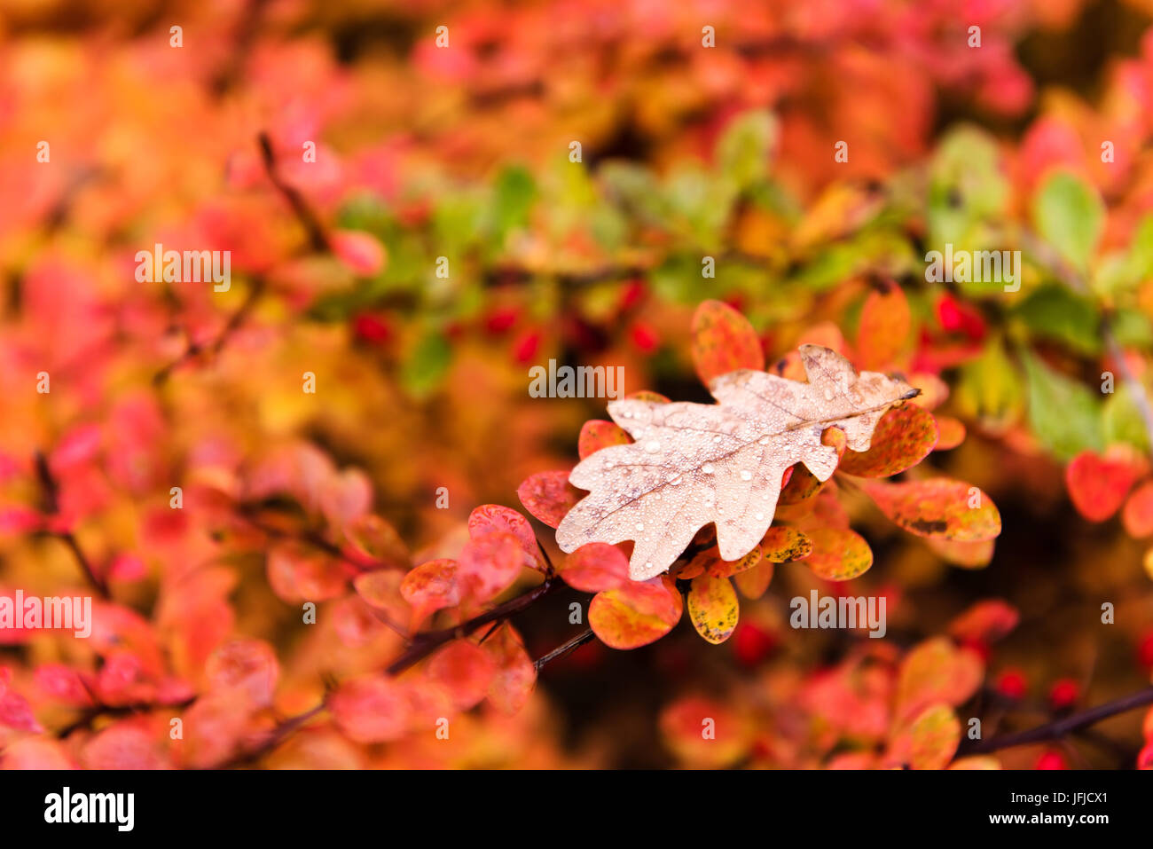 Rosso e giallo quercia lascia cadere sulla terra in autunno. Foto all'aperto senza filtri. Sfondo meraviglioso. Foto Stock