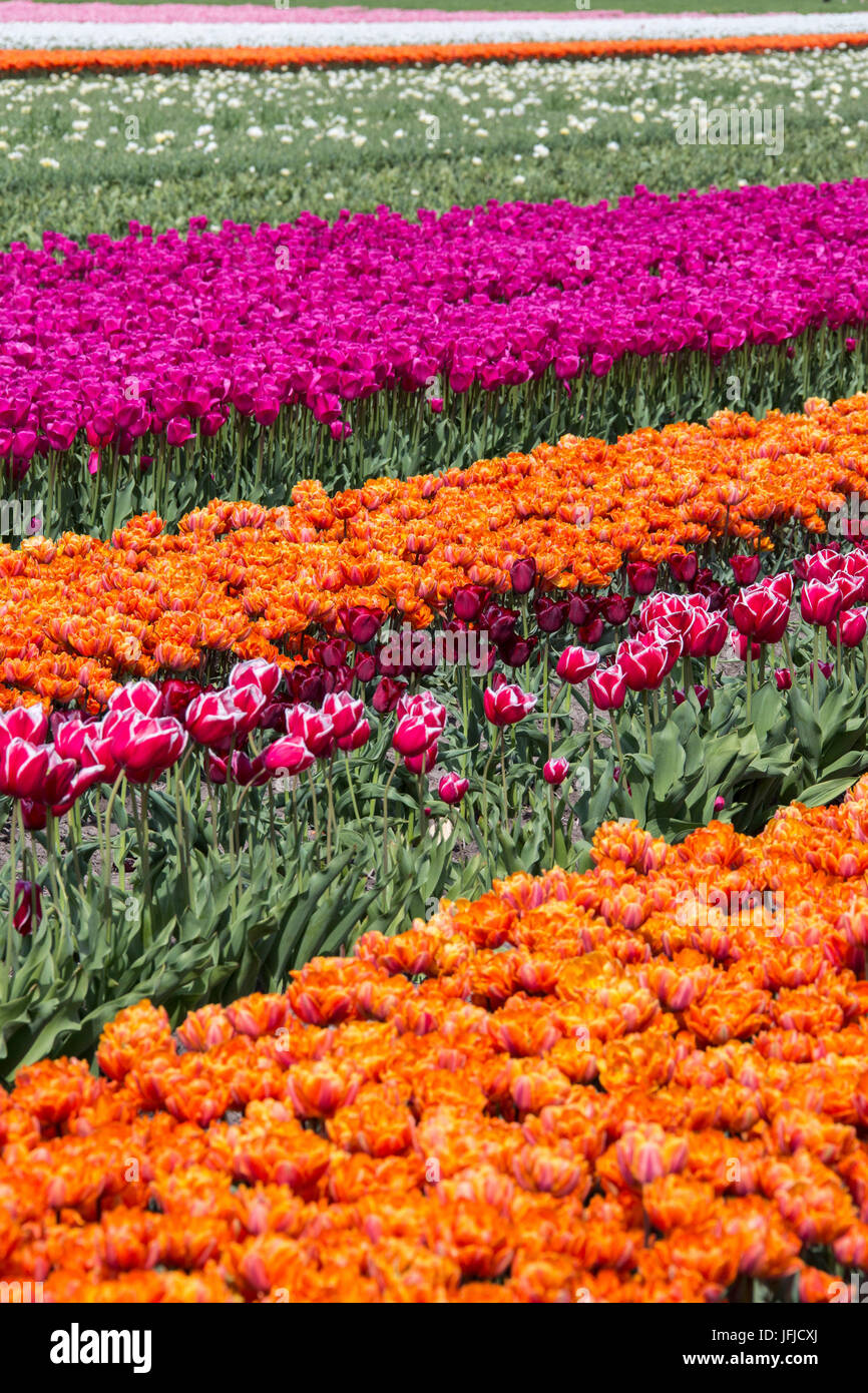 Multicolore di campi di tulipani in primavera Berkmeer Koggenland North Holland Olanda Europa Foto Stock