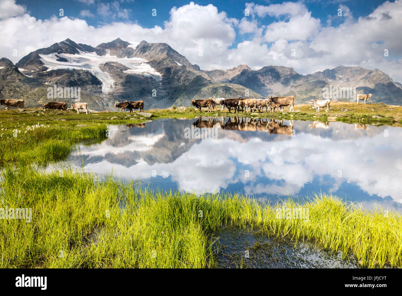 Vacche sulla riva del lago in cui le alte cime e le nuvole sono riflessi Bugliet Valle Engadina Bernina Svizzera Europa Foto Stock