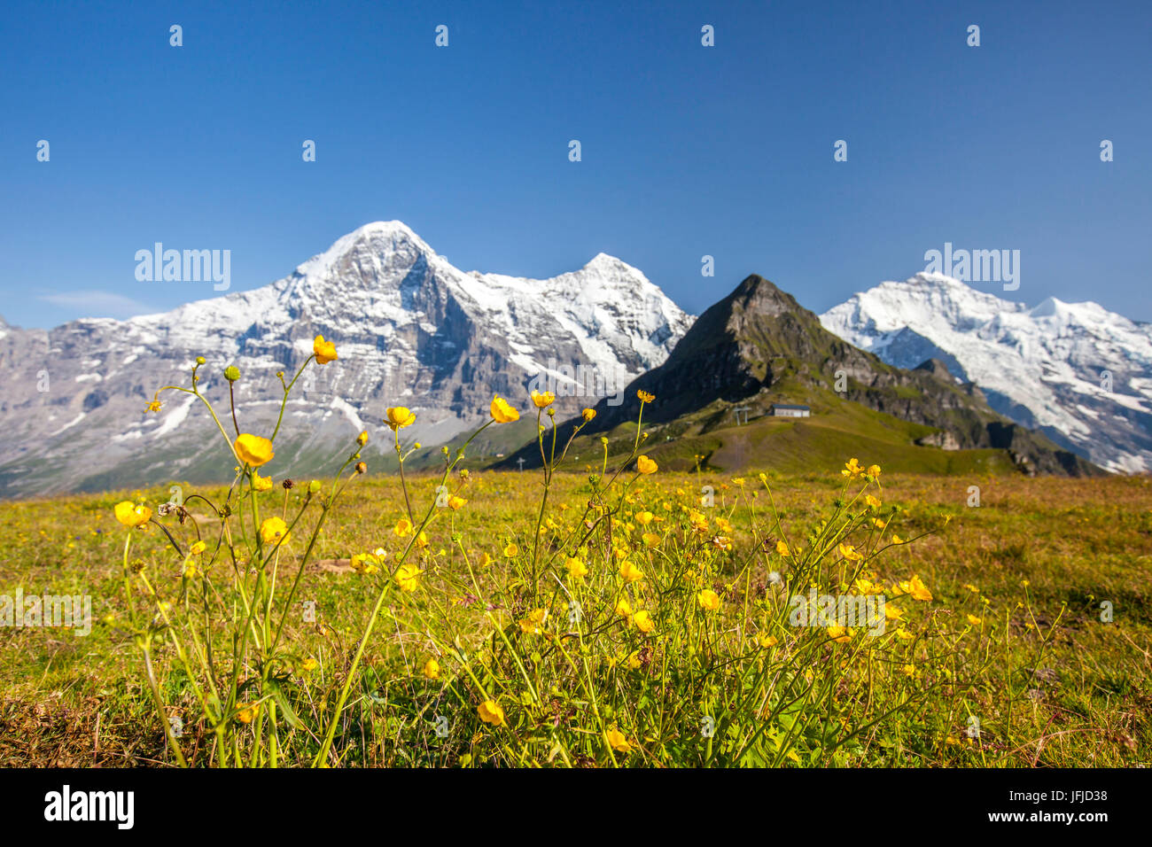 Fiori gialli framing Monte Eiger Mannlichen Grindelwald Oberland Bernese Cantone di Berna in Svizzera Europa Foto Stock