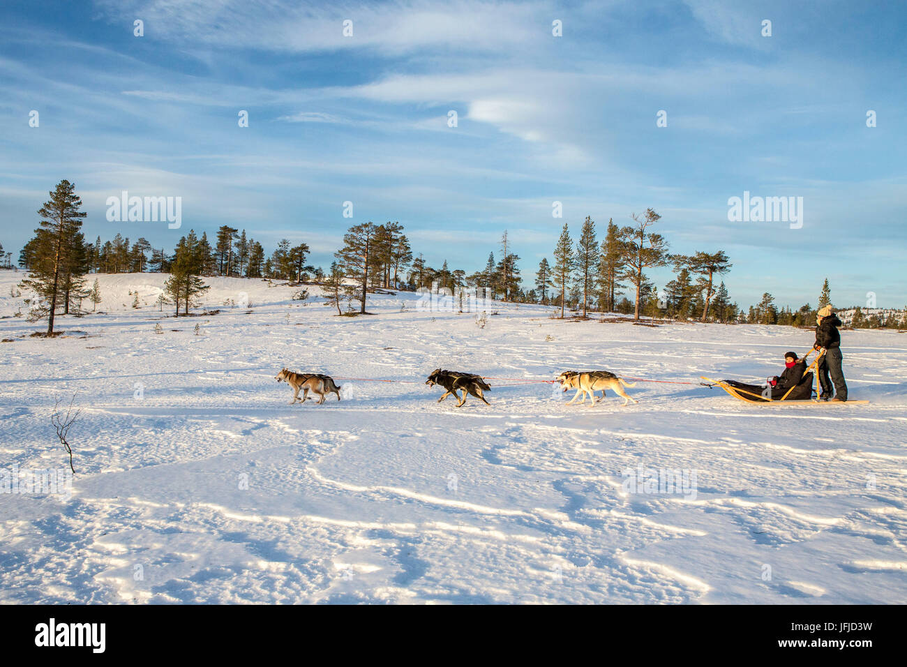 Dogsledding nel paesaggio innevato Meraker Trøndelag Norvegia Europa Foto Stock