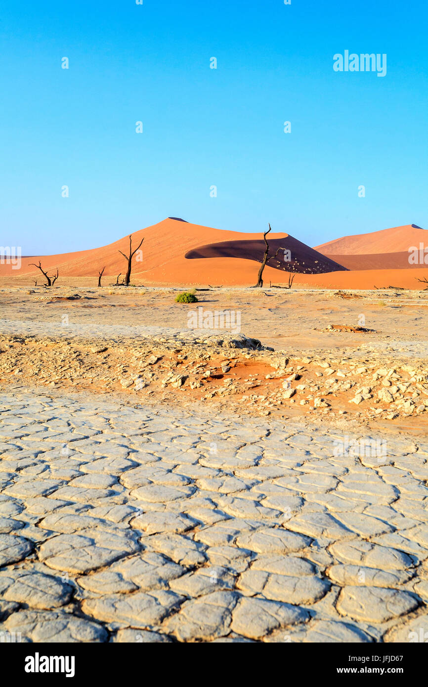 Terra arida e morti Acacia circondato da dune di sabbia Deadvlei Sossusvlei deserto del Namib Naukluft National Park Namibia Africa Foto Stock