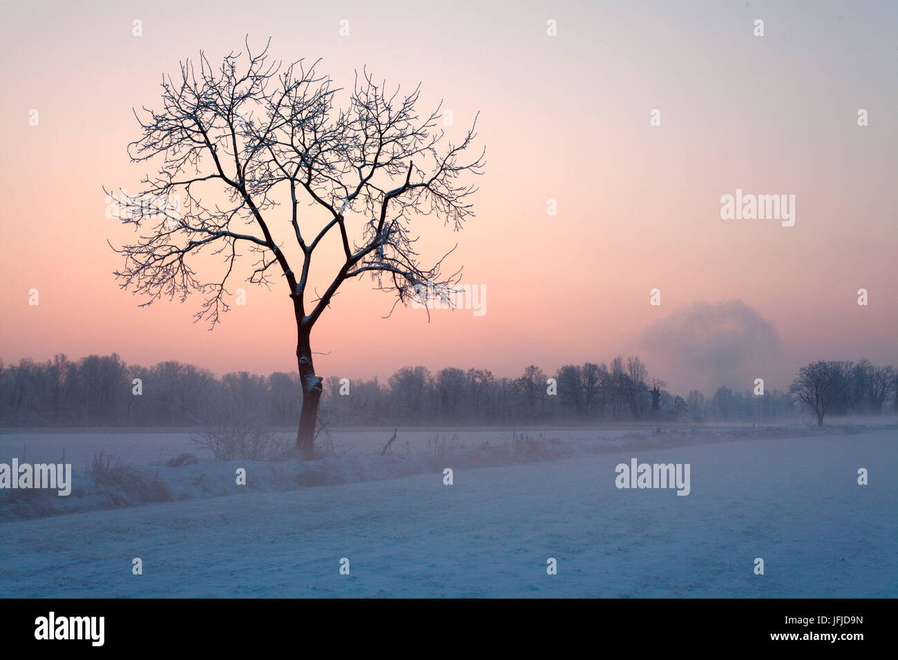 Torre Pallavicina, Oglio nord park, provincia di Bergamo, Lombardia, Italia, un albero solitario nel bergamasco pianura al winter sunrise Foto Stock