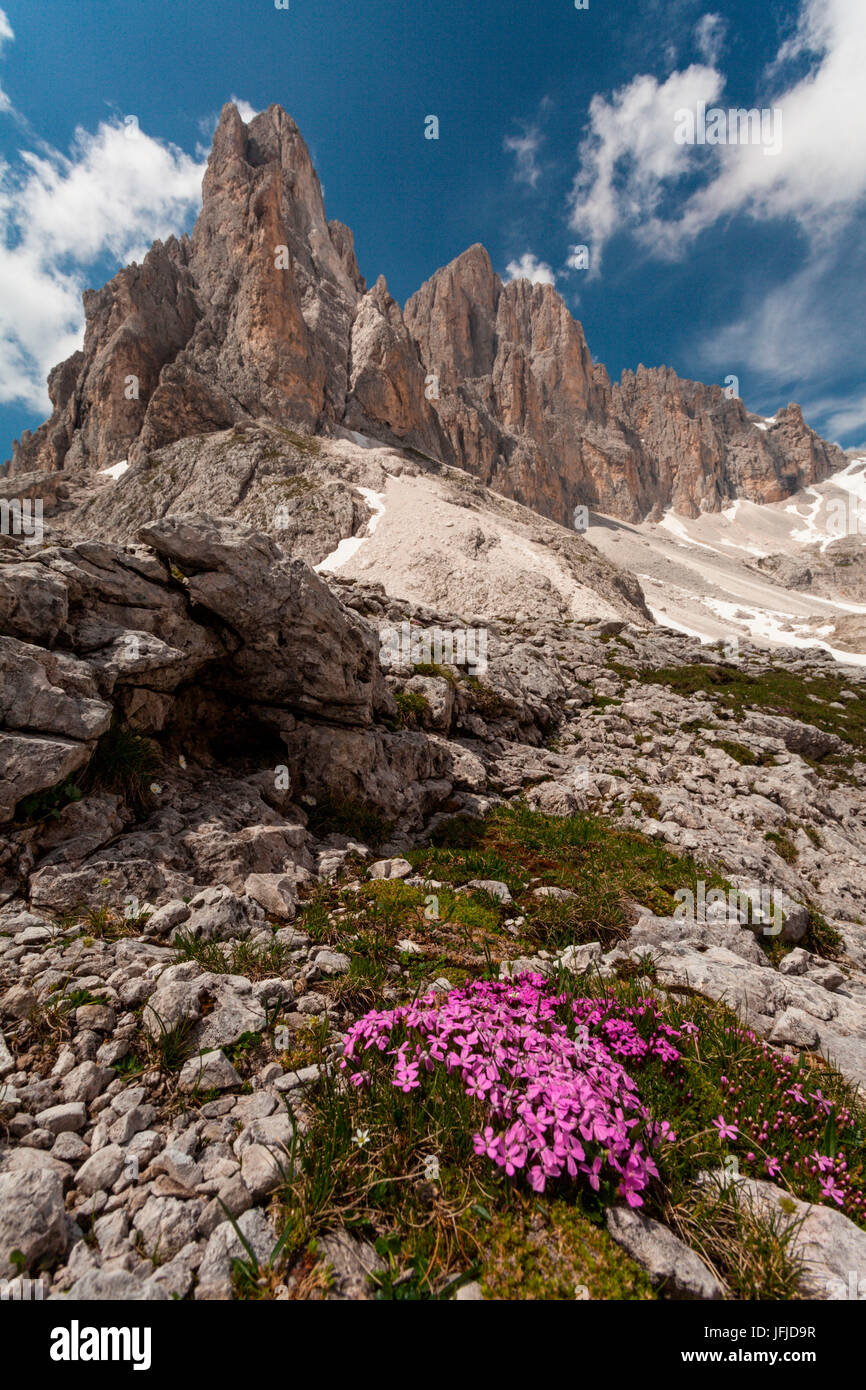 Val Pradidali, Pale di San Martino, Dolomiti, Trentino Alto Adige, Italia, Bloom vicino Rifugio Pradidali, nella omonima valle Foto Stock