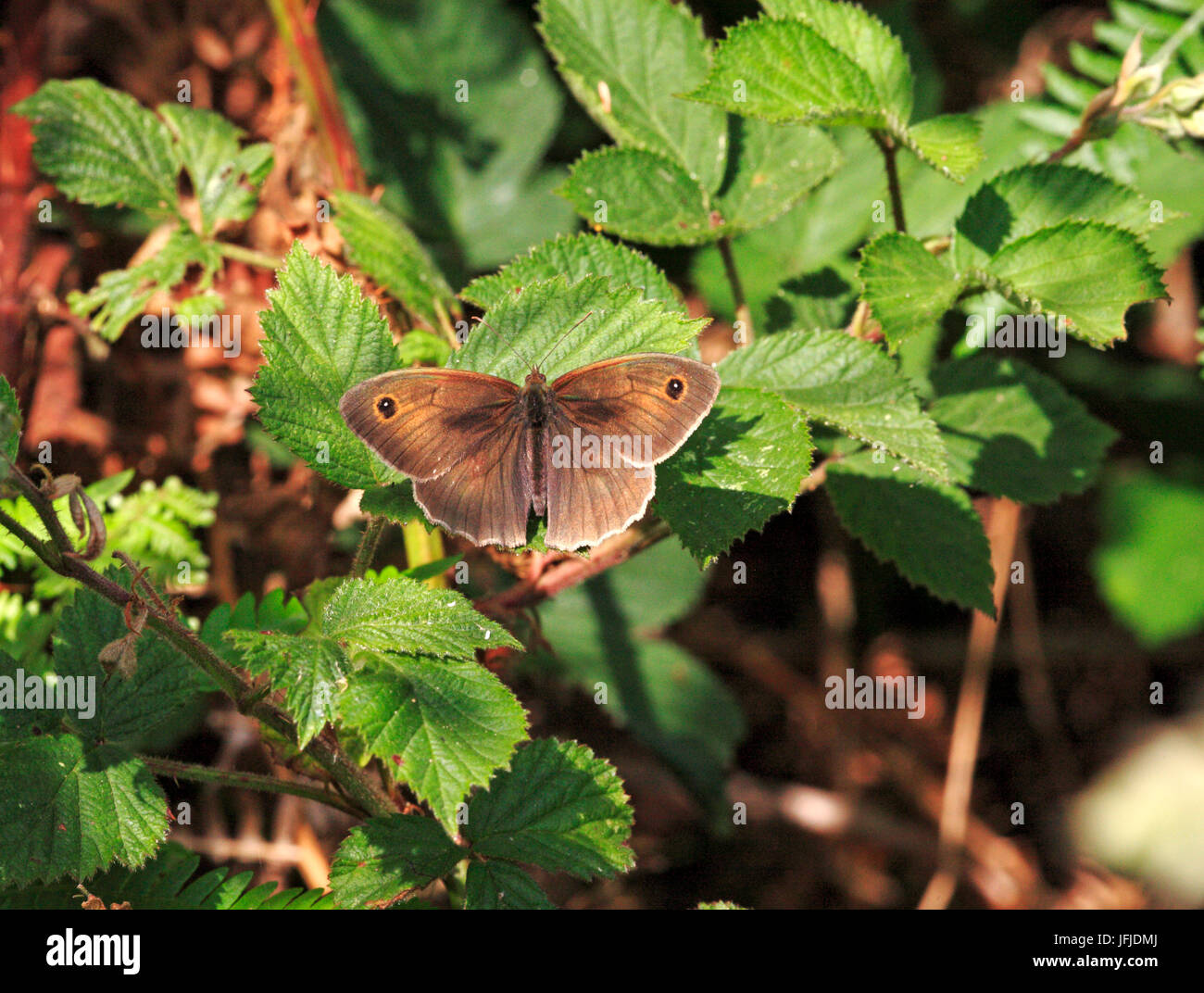 Un maschio di prato farfalla marrone, maniola jurtina, prendere il sole su buxton heath, hevingham, Norfolk, Inghilterra, Regno Unito. Foto Stock