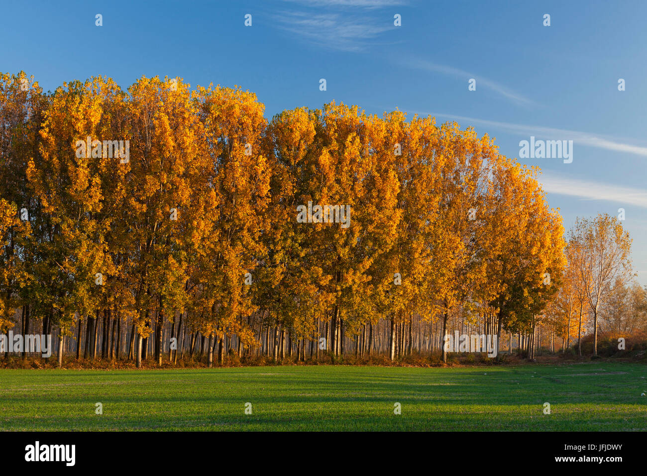 Caselle Landi, provincia di Lodi, Lombardia, Italia, un bosco di pioppi in autunno Foto Stock