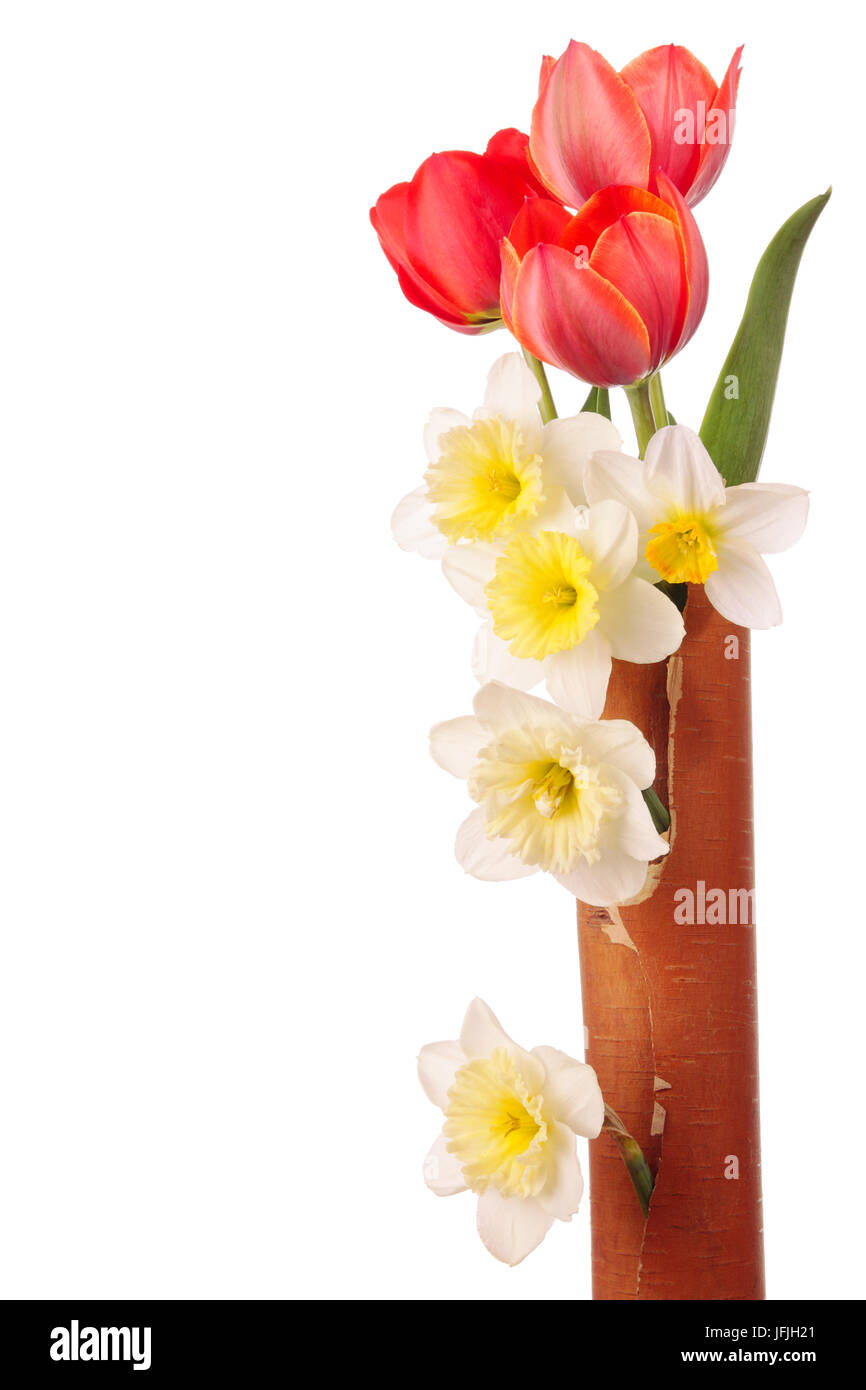 Tulip e narciso fiori in vaso decoro da sughero di betulla Foto Stock