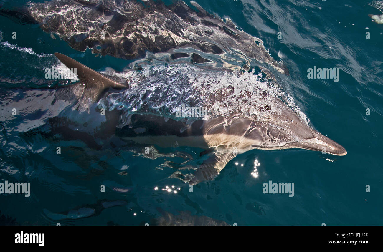 A breve becco delfini comuni,Delphinus delphis, bow-ride nella parte anteriore di una nave. Le bolle possono essere visti in streaming dal loro foro di sfiato come nuotare velocemente . Foto Stock