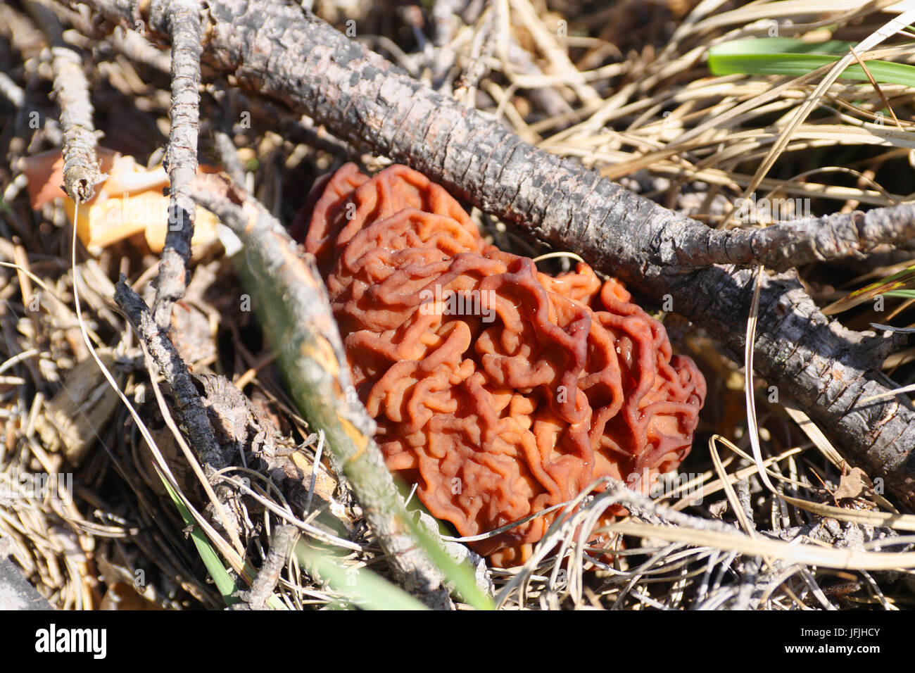 Prima molla di funghi commestibili gyromitra sotto il sottobosco Foto Stock