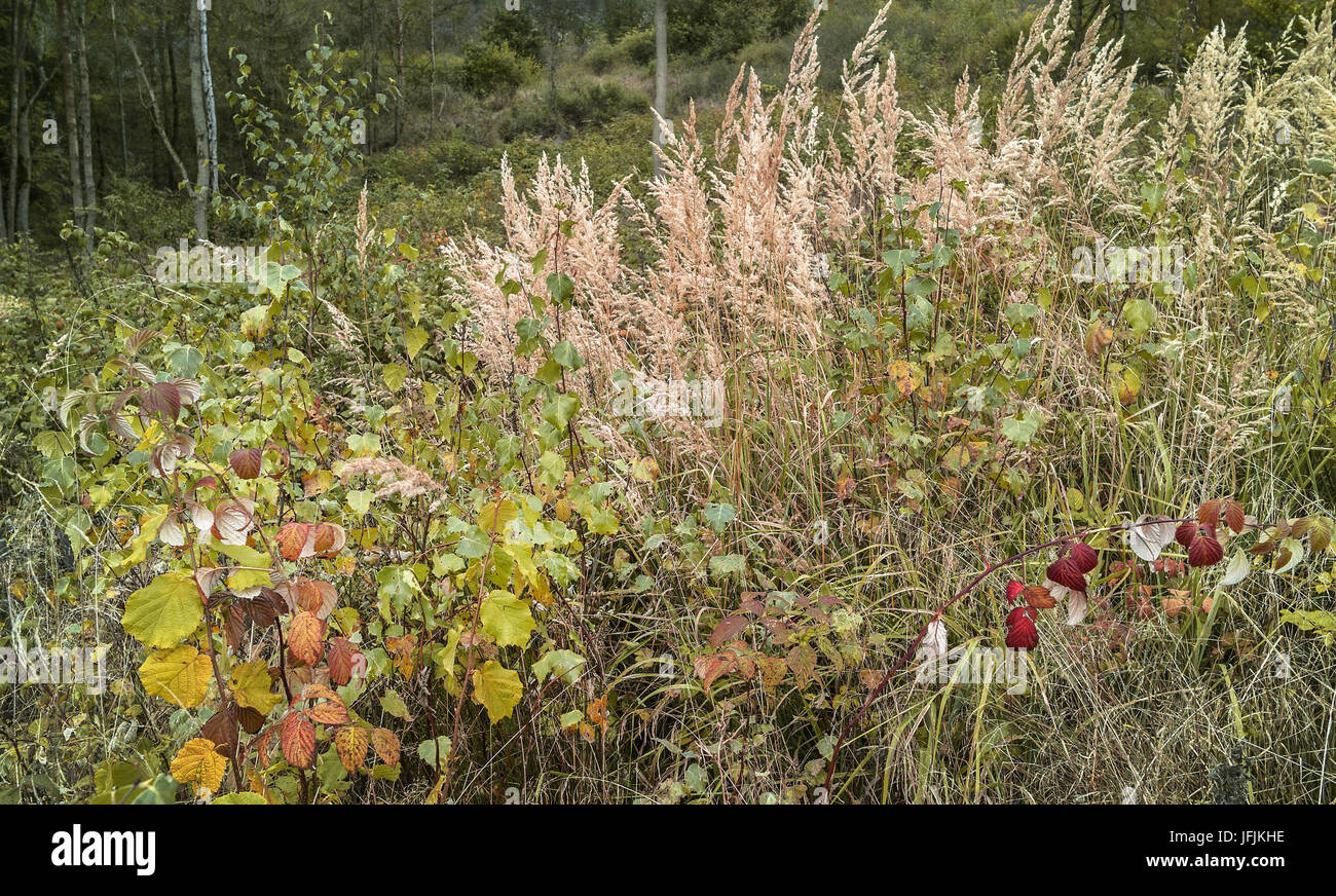 Autunnale di bosco Foto Stock