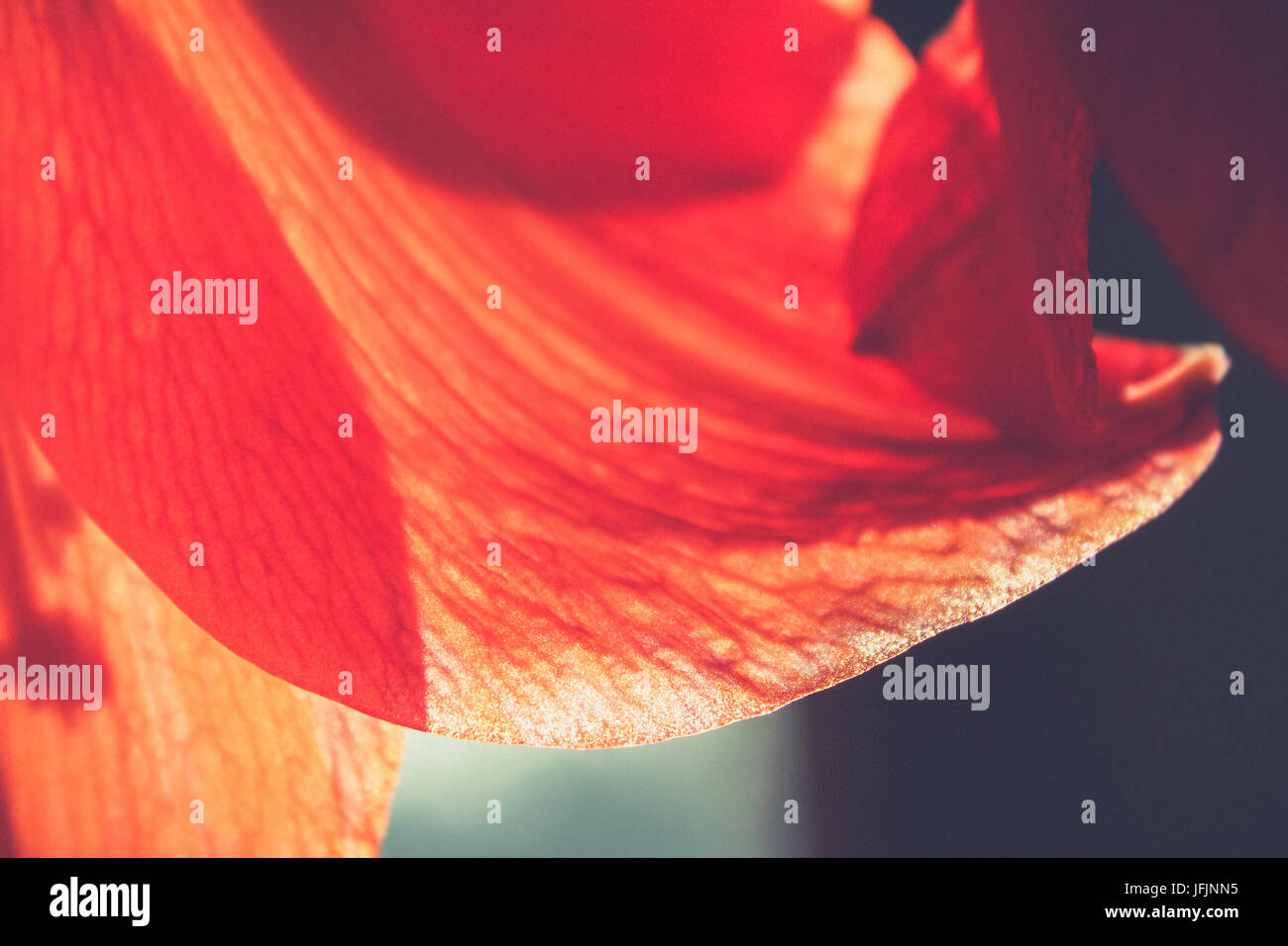 Close up Amaryllis petali Foto Stock