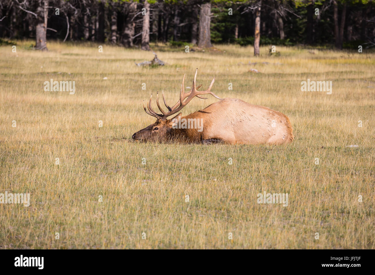 Cervo con corna branchy giace in un'erba Foto Stock