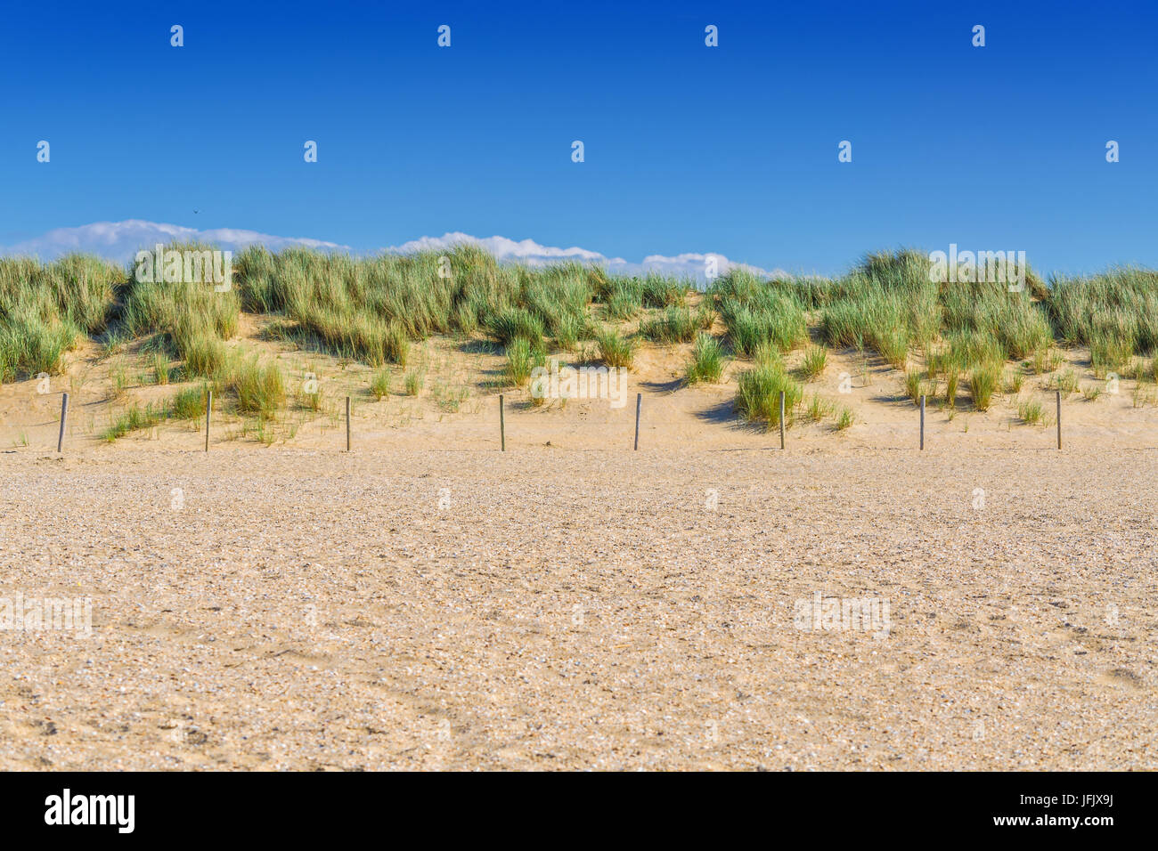Paesaggio protetto, dune sulla spiaggia di Olanda Foto Stock