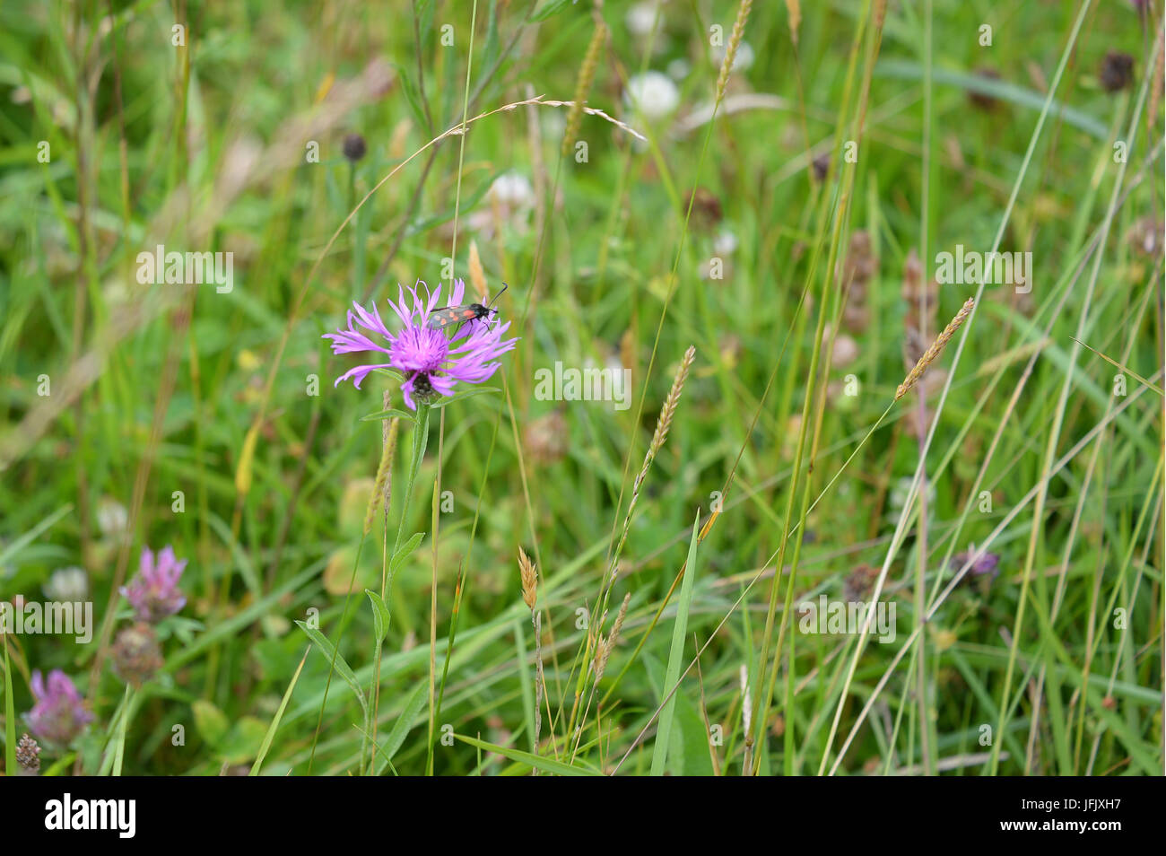 Cinnebar moth in prati camino riserva naturale Oxfordshire Foto Stock