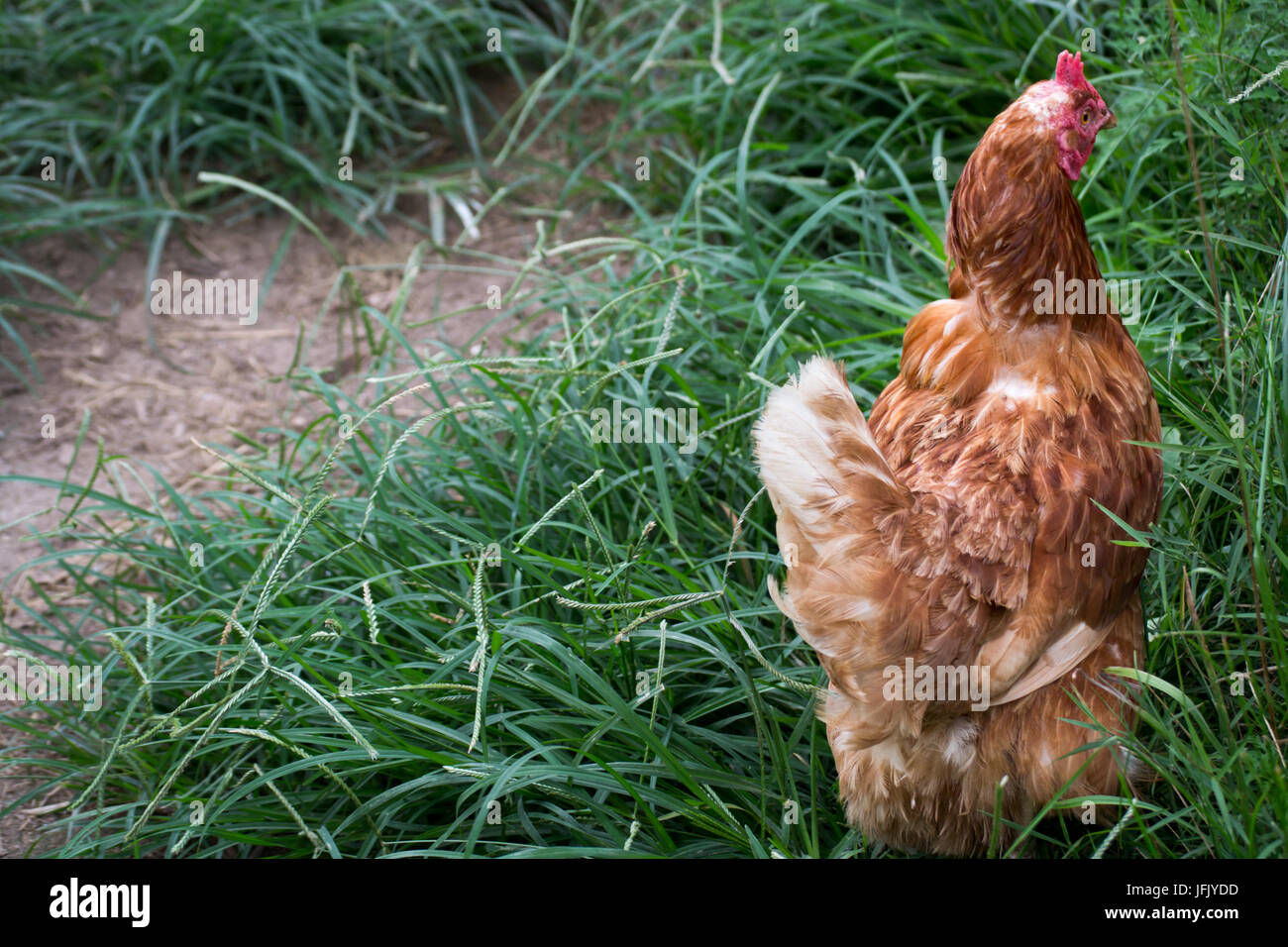 La Rooster in erba Foto Stock