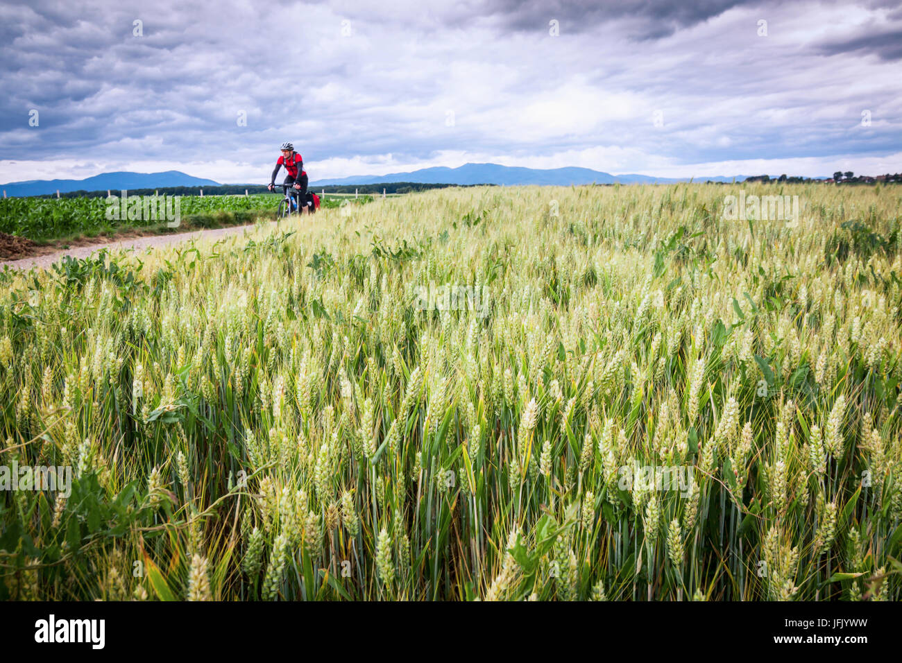 Uomo in abbigliamento sportivo equitazione bicicletta su strada in mezzo campo verde Foto Stock