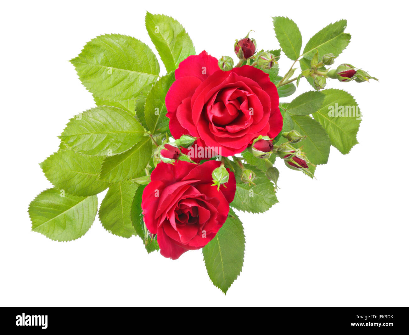 Modello di fiori d'epoca in vista di una rosa rossa Foto Stock