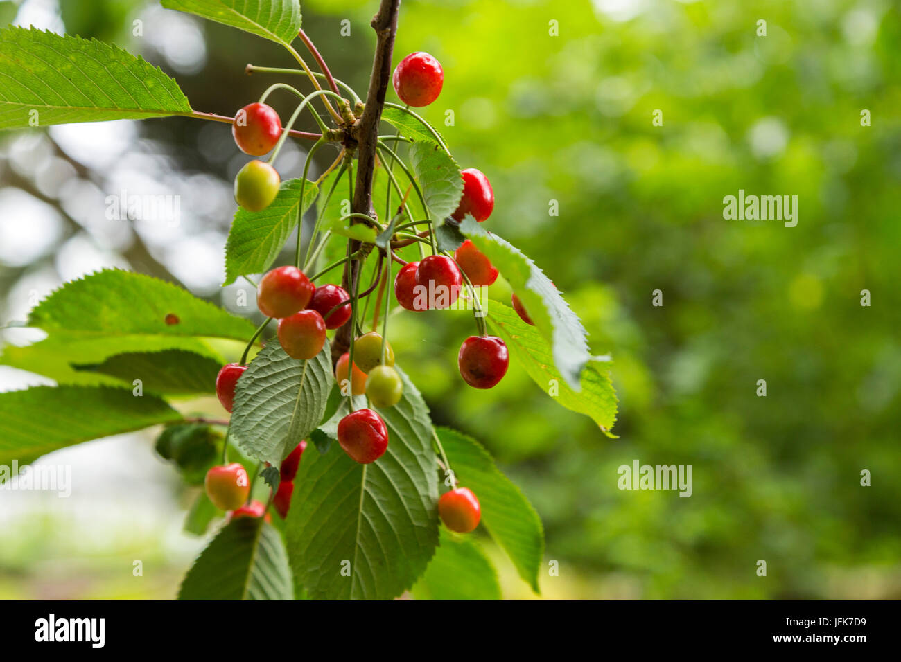 La ciliegia frutta, Prunus avium, ciliegio selvatico, ciliegio dolce, ciliegie, crescente selvatici su un albero in Devon Foto Stock