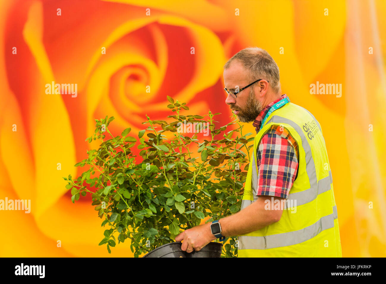 Il Palazzo di Hampton Court, Londra, Regno Unito. 02Luglio, 2017. Il Festival delle Rose - riparazioni per l'Hampton Court Flower Show organizzato dalla Royal Horticultural Society (RHS). Nel parco del Palazzo di Hampton Court, Londra, 02 luglio 2017 Credit: Guy Bell/Alamy Live News Foto Stock