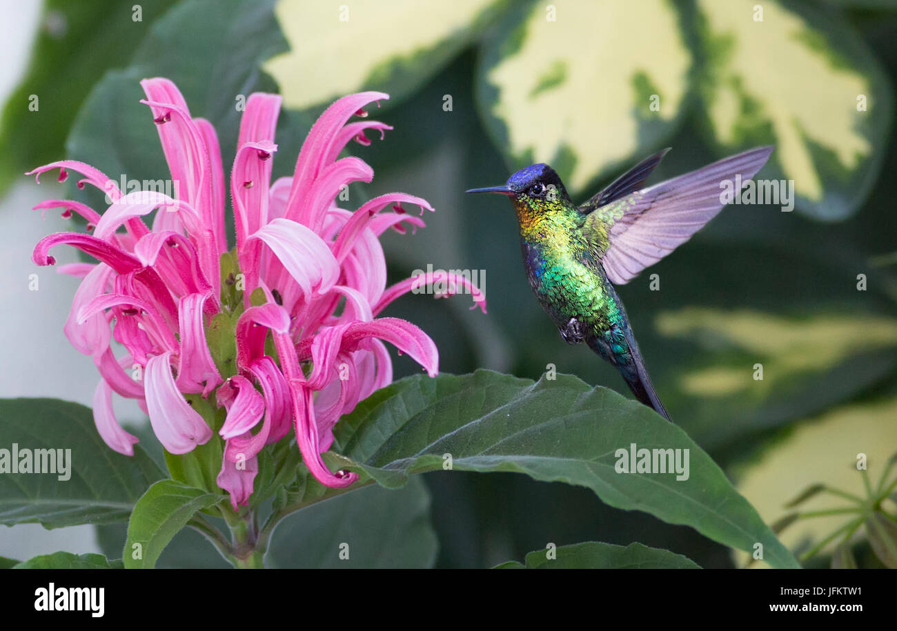 Fiery-throated Hummingbird getting il nettare da un fiore Foto Stock