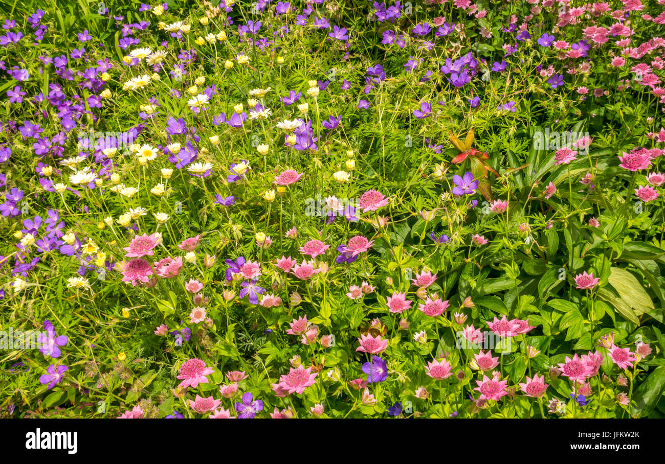 Fiori selvatici estivi colorati, Regno Unito Foto Stock