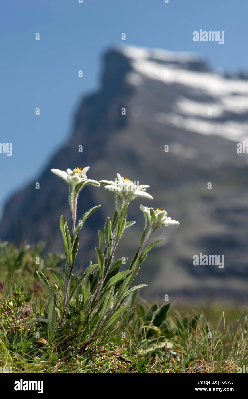 Alps-Edelweiss (Leontopodium alpinum Cass.), Vallese, Svizzera Foto Stock