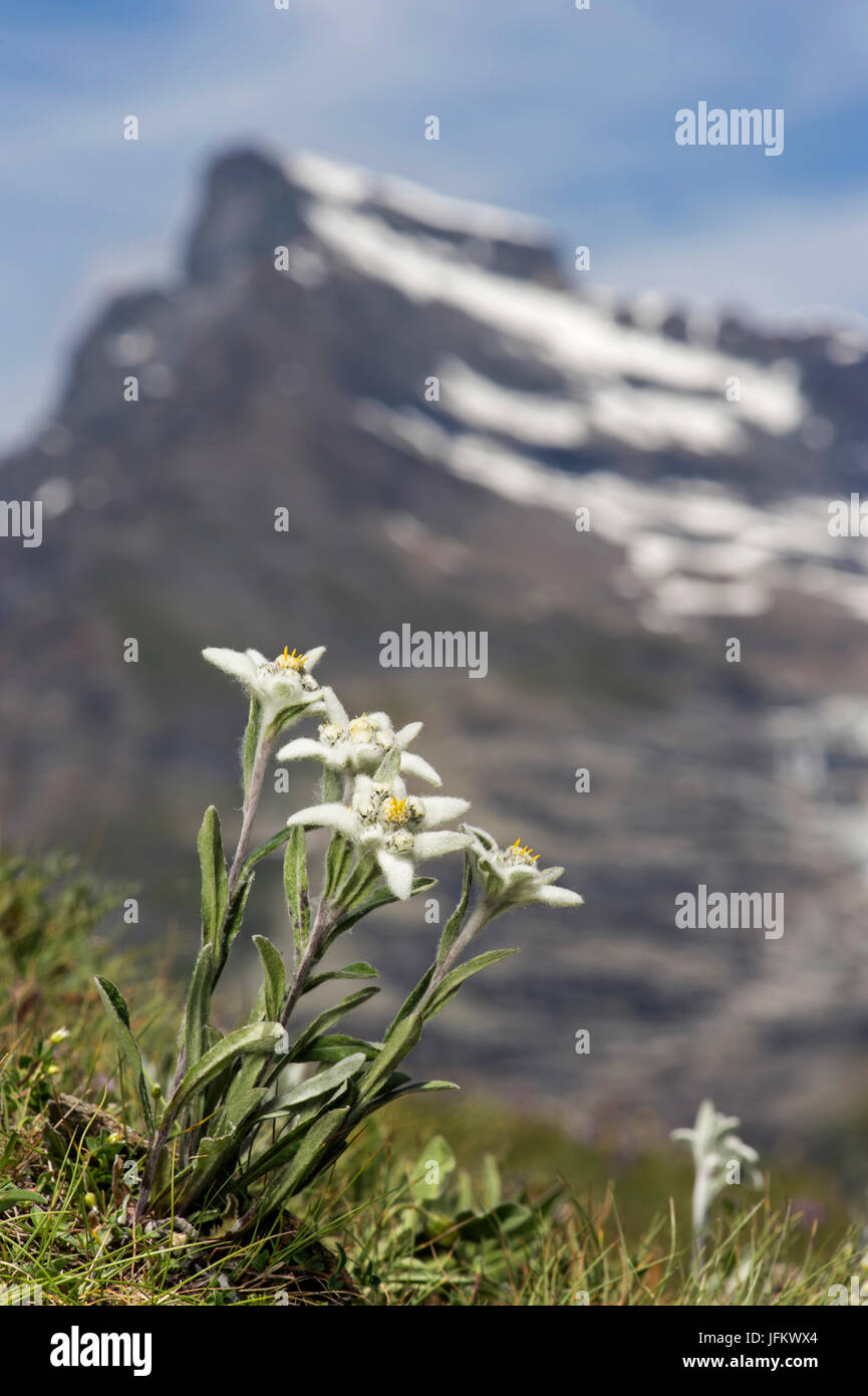 Alps-Edelweiss (Leontopodium alpinum Cass.), Vallese, Svizzera Foto Stock