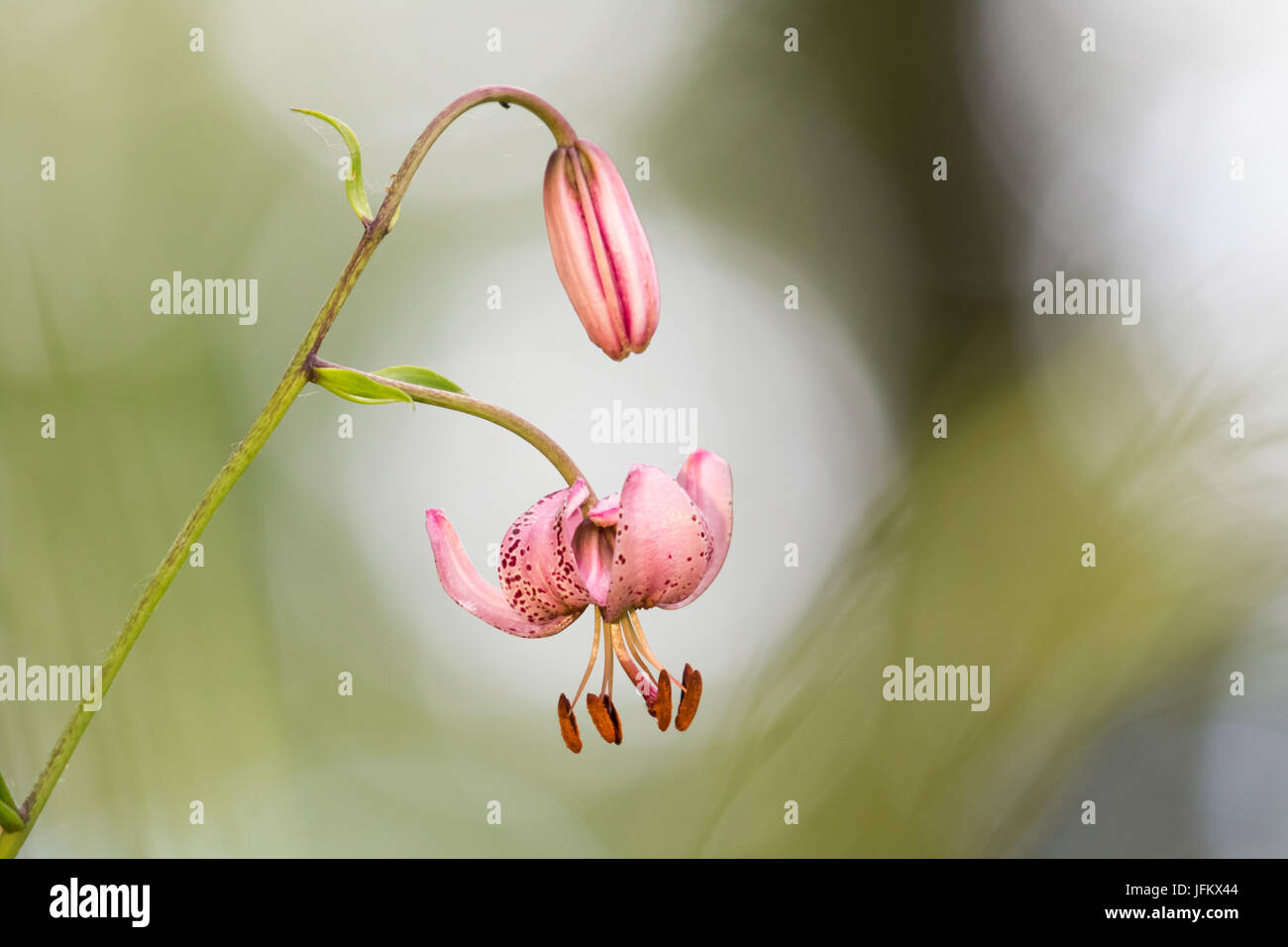 Martagon lily (Lilium martagon), Hesse, Germania Foto Stock
