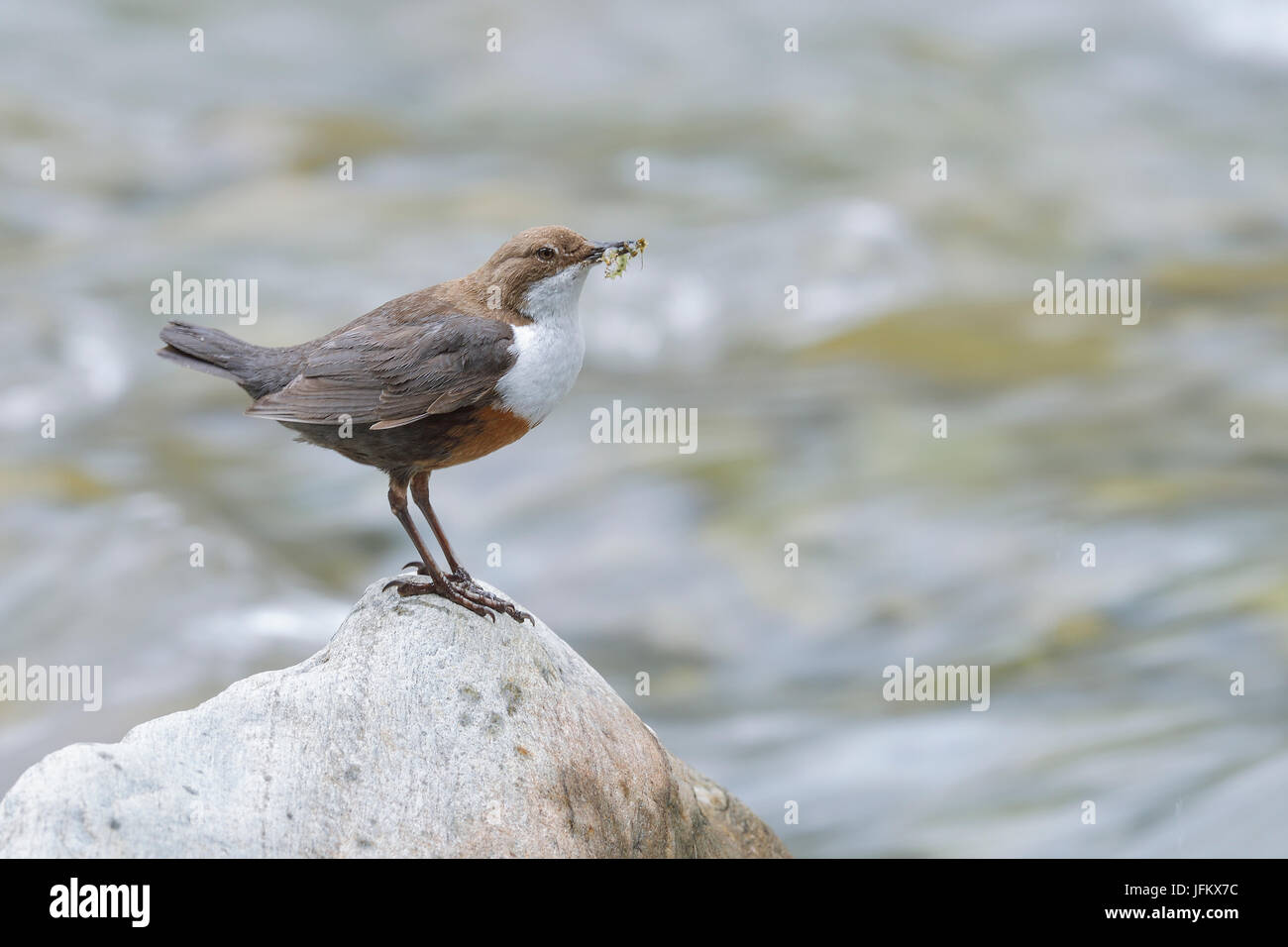 Bianco-breasted bilanciere (Cinclus cinclus) con larve di insetti, Tirolo, Austria Foto Stock