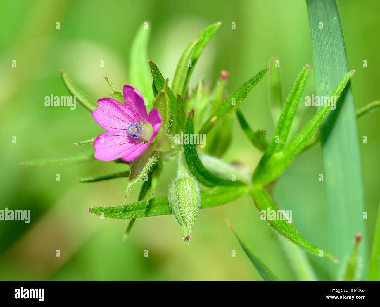 Cut-lasciato della gru-bill - Geranium dissectum piccola rosa geranio Foto Stock