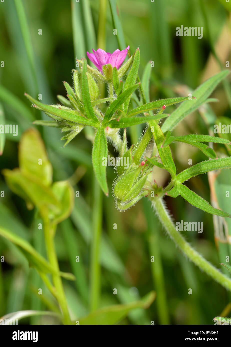 Cut-lasciato della gru-bill - Geranium dissectum piccola rosa geranio Foto Stock