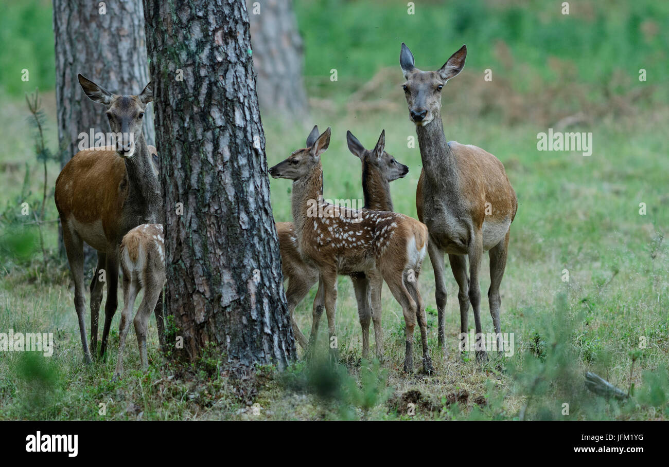 Gruppo di due Femmina di cervo e di tre croste. Hoge Veluwe National Park, Paesi Bassi Foto Stock