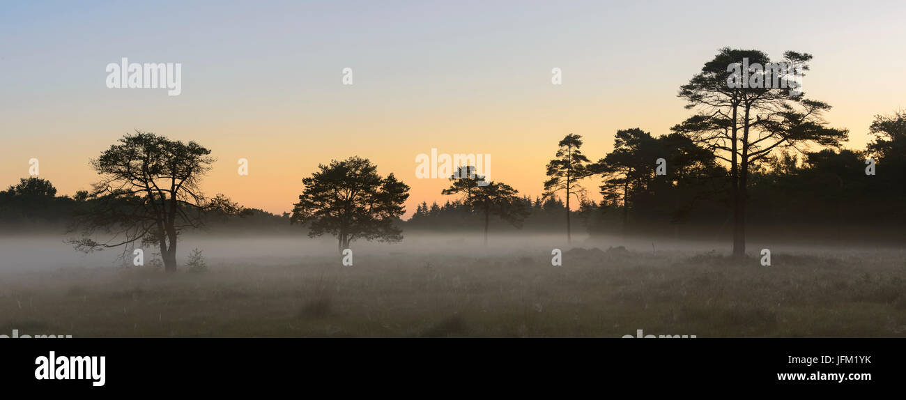 Estate alba con nebbia di massa su una moor con alberi di pino. Klein Bylaer, Barneveld, Paesi Bassi, Europa Foto Stock