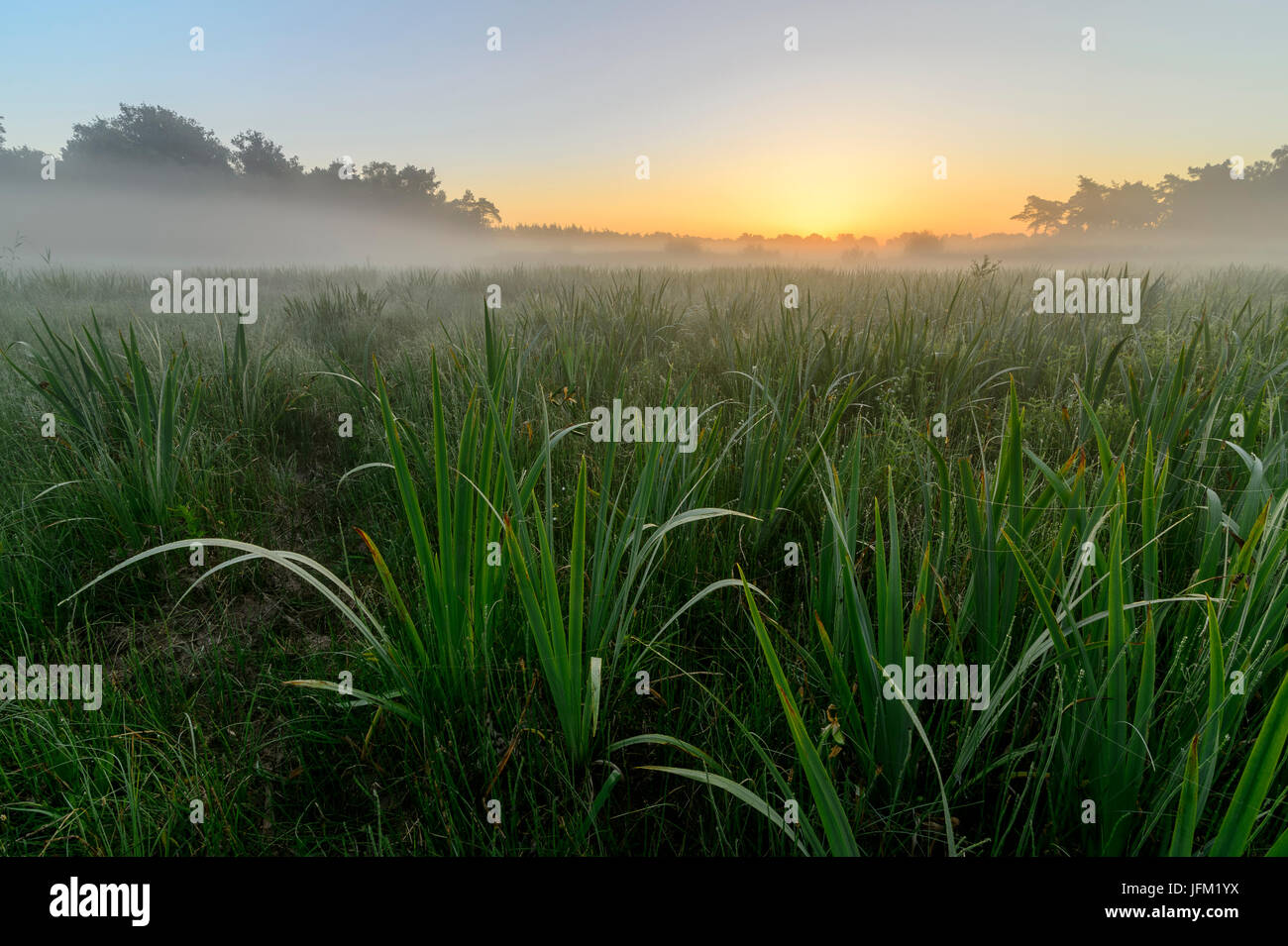 Estate alba con la nebbia in un campo con iris gialla. Klein Bylaer, Barneveld, Paesi Bassi, Europa Foto Stock