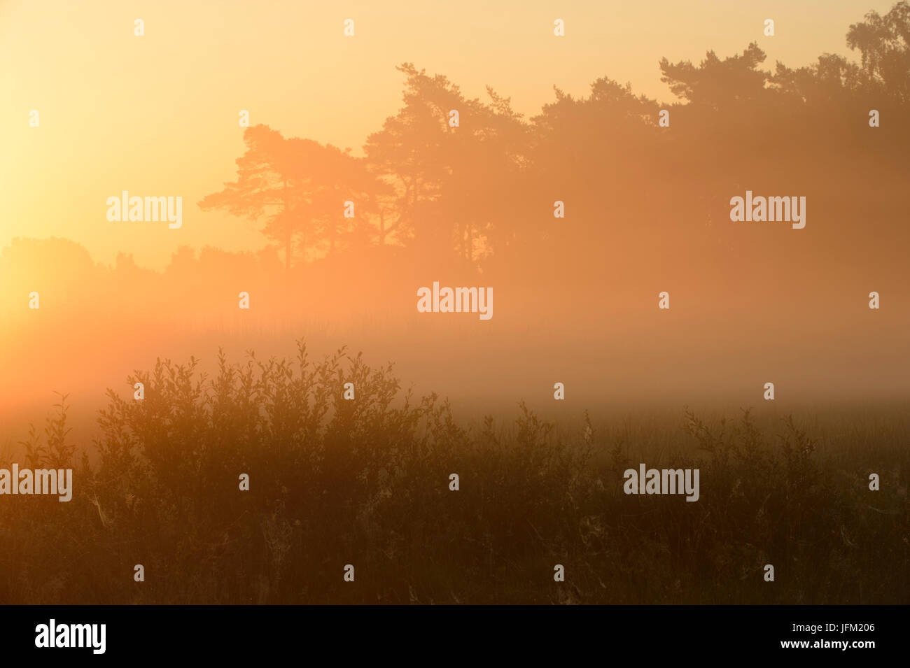 Estate alba con nebbia in un moro con salici e pini. Klein Bylaer, Barneveld, Paesi Bassi, Europa Foto Stock