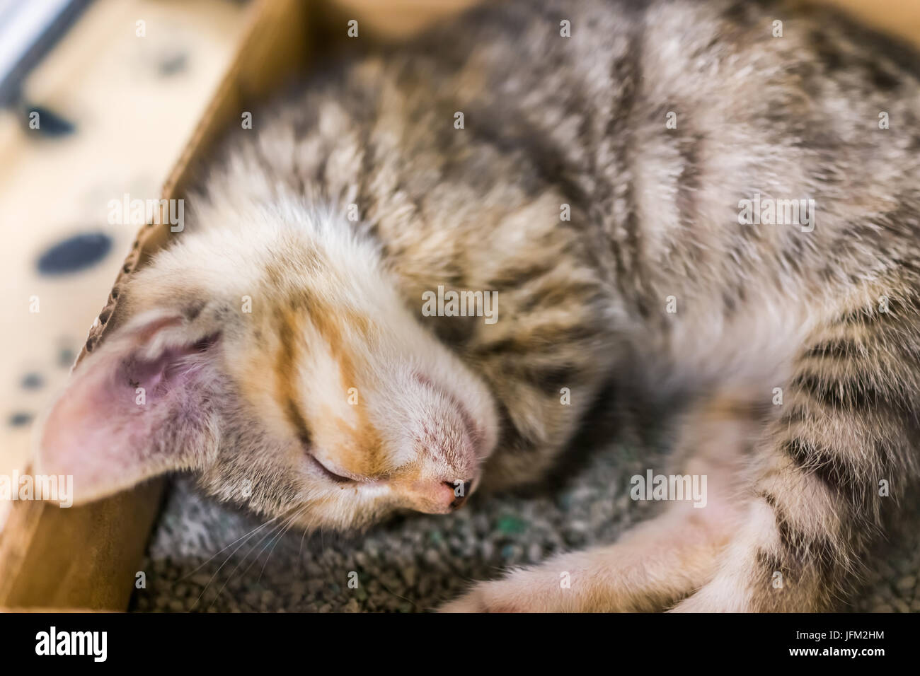 Ritratto di uno tabby kitten in gabbia dormire in litterbox in attesa di approvazione Foto Stock
