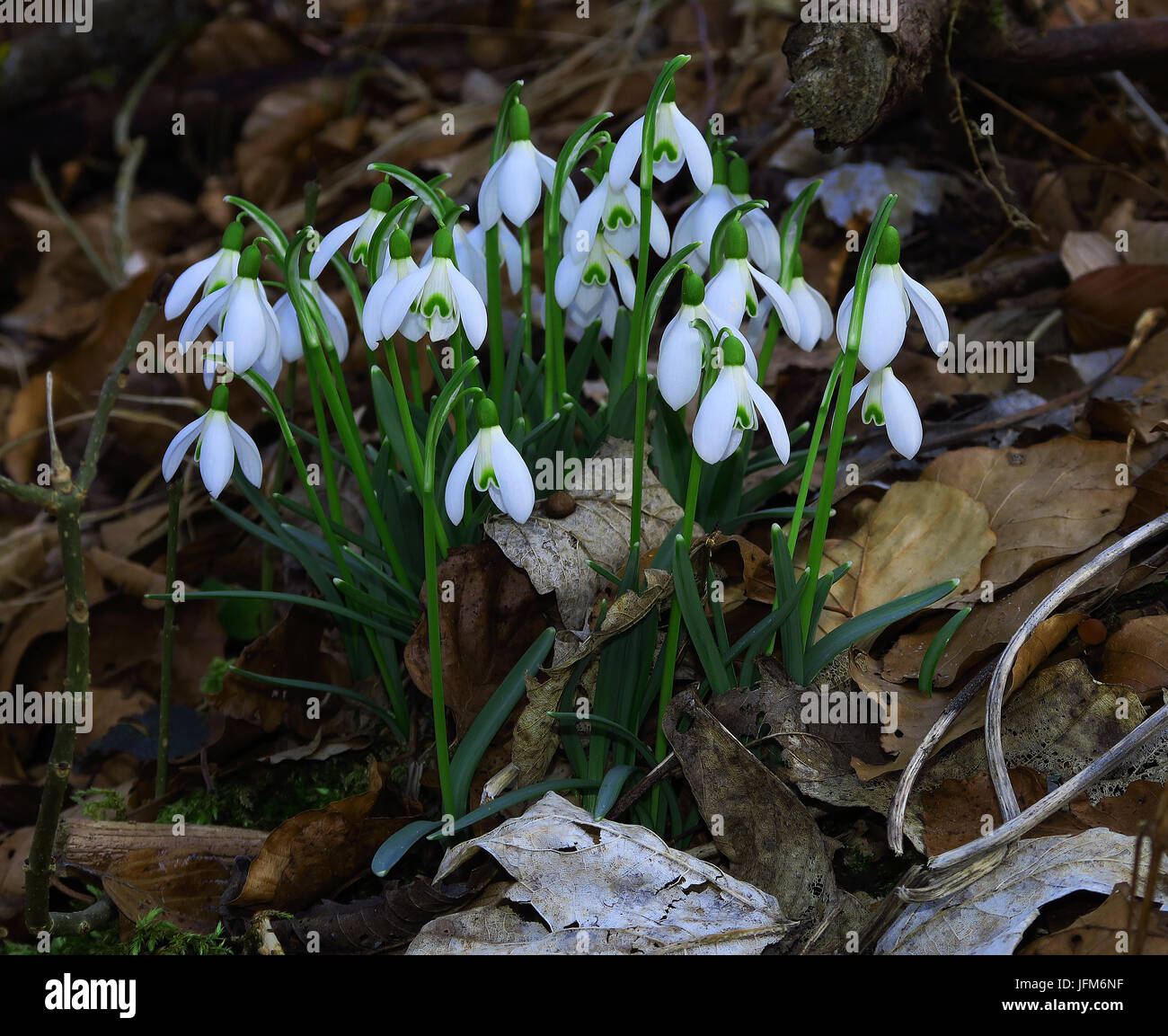 Snowdrop; fiore; blossom; Foto Stock