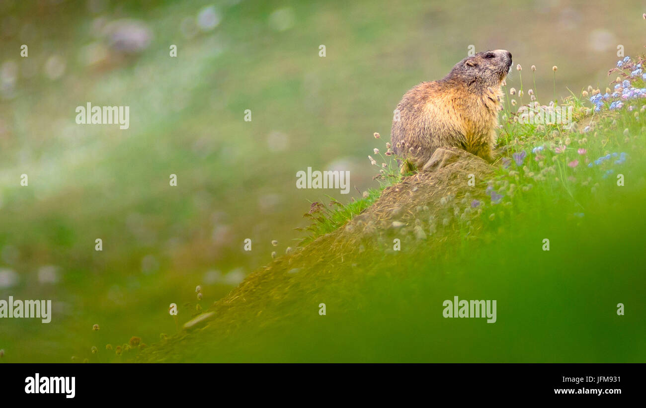 Un grasso marmotta stand su un prato con alcuni fiori estivi, (Valsavarenche Parco Nazionale del Gran Paradiso, Valle d'Aosta, Italia) Foto Stock