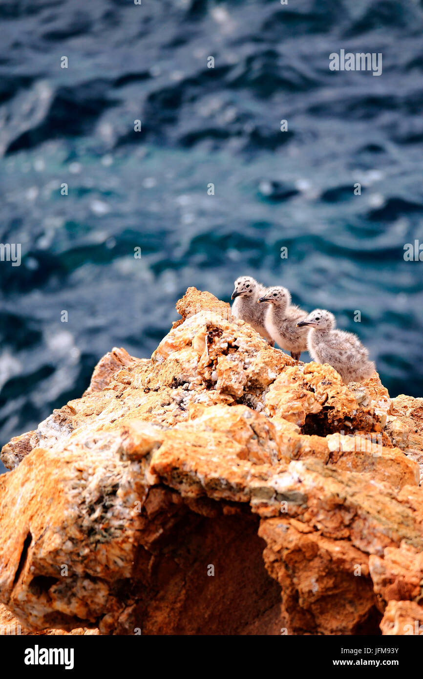 Youngs gabbiani sulla roccia nel mare, Sardegna, Italia Foto Stock