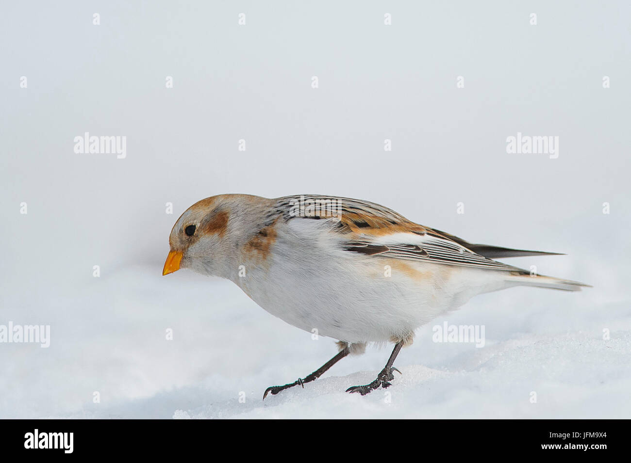 La Lessinia, Veneto, Italia la fotografia di un bunting preso nella neve sulle montagne della Lessinia Foto Stock