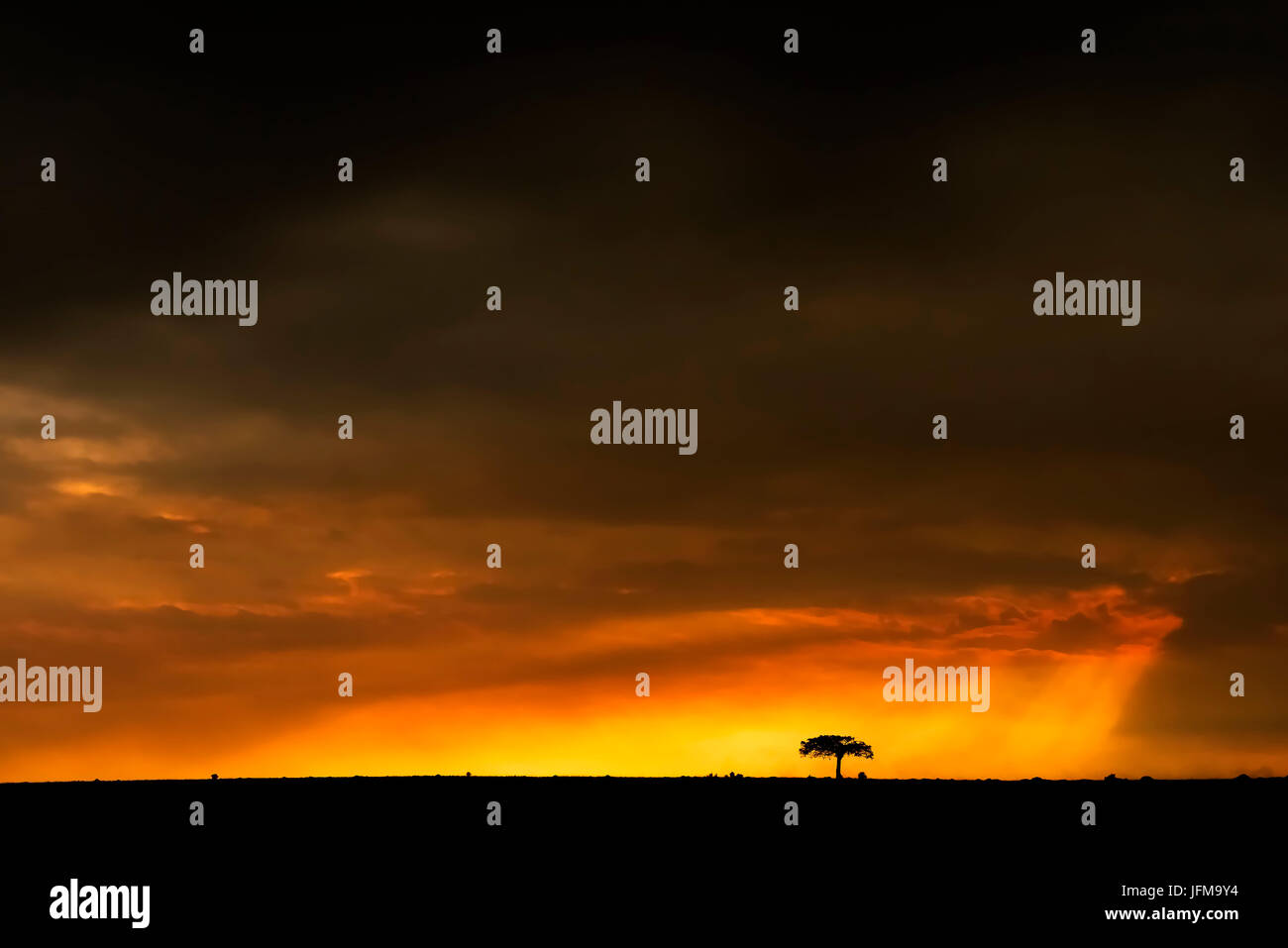 Masai Mara Park, Kenya, Africa un raggio di luce passa attraverso le nuvole e illumina un albero all'orizzonte Foto Stock