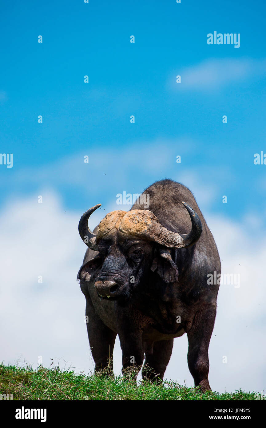 Lake Nakuru Park, Kenya, Africa un africano di Buffalo, maschio adulto, presa in appoggio sulla sommità di una collina nel parco del lago Nakuru Foto Stock