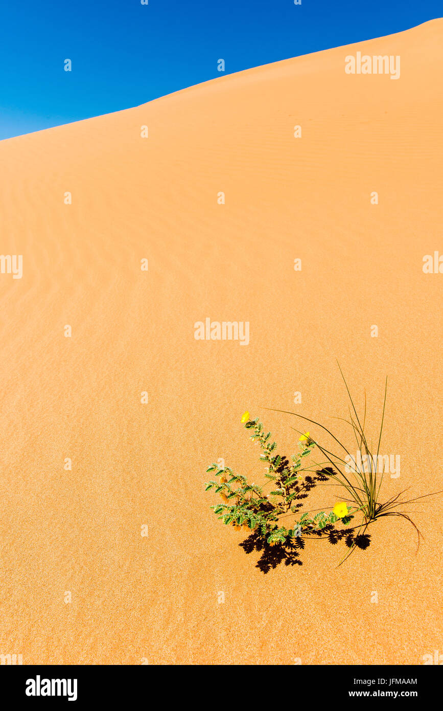 Rub Al Khali, Sultanato di Oman, Medio Oriente, piccoli fiori gialli nel deserto, Foto Stock