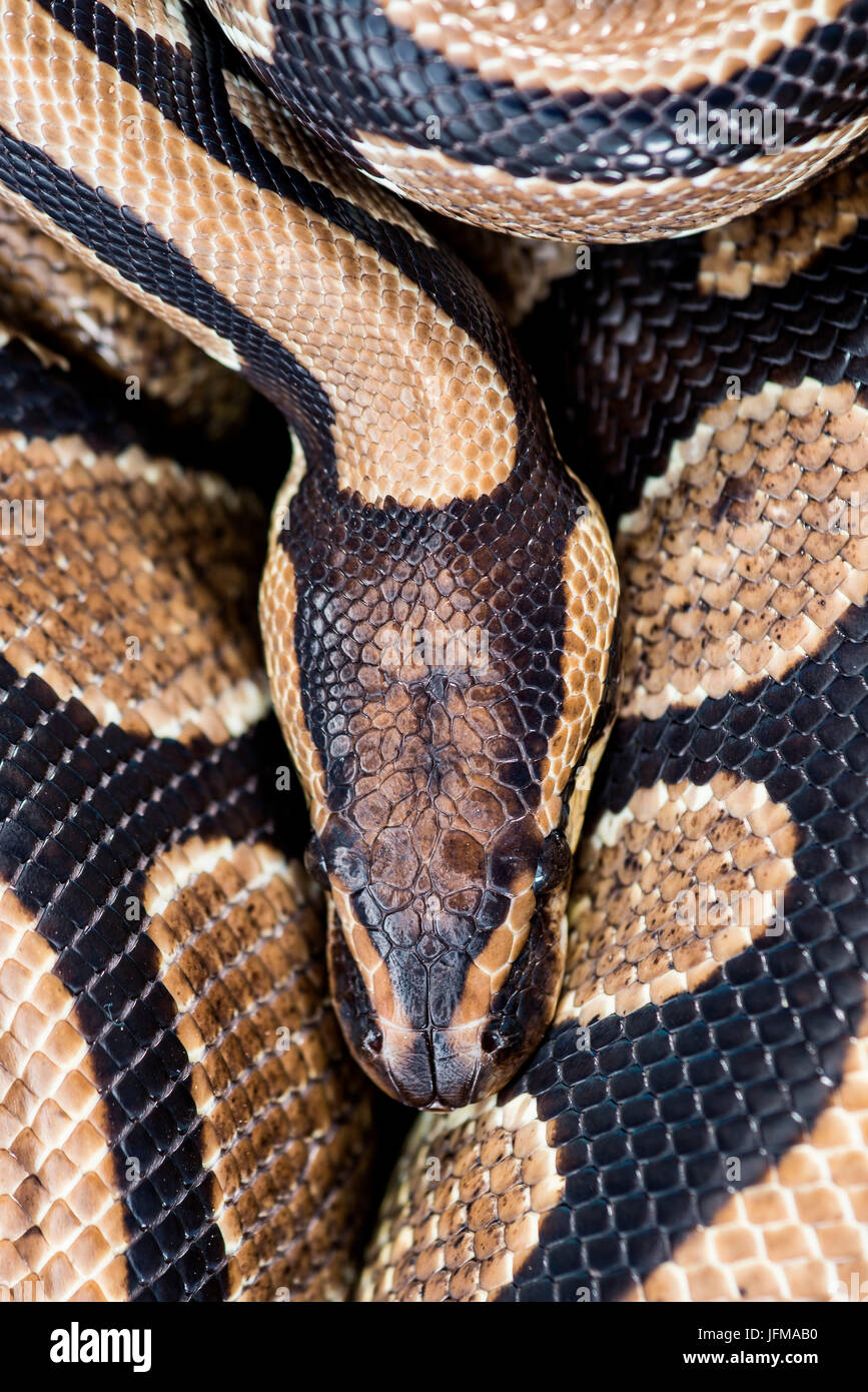Il royal python (Python regius) Foto Stock